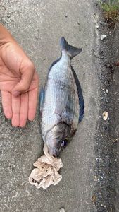 Black Seabream