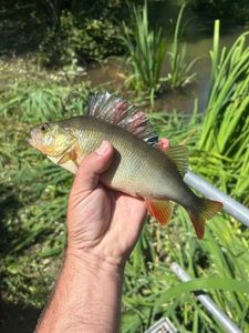 European Perch