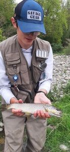Brown Trout