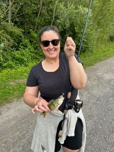 European Perch