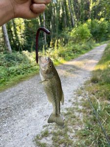 Largemouth Bass