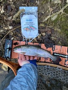 Rainbow Trout