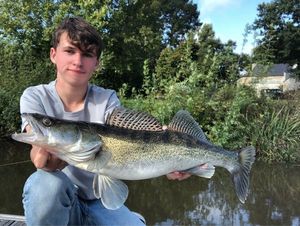 Zander