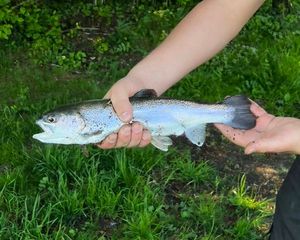 Rainbow Trout