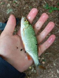 Roach