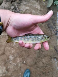 Brown Trout