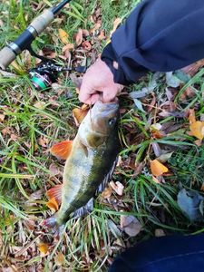 European Perch