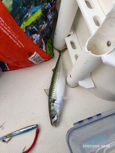 Mackerel