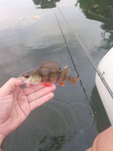 European Perch
