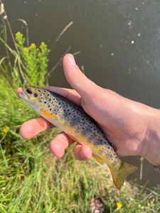 Brown Trout