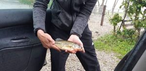 Smallmouth Bass