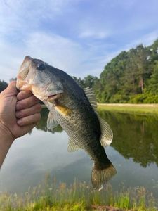 Largemouth Bass