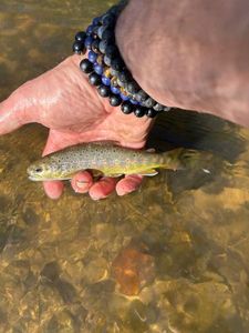 Brown Trout