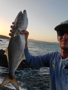 Bluefish