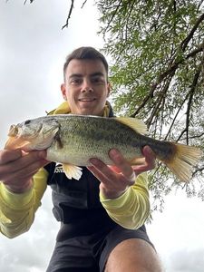 Largemouth Bass