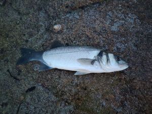 European Bass (Seabass)