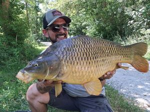 Common Carp