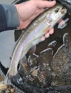 Rainbow Trout