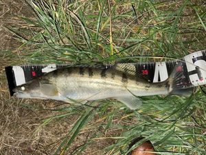 Zander