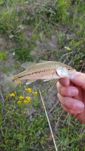 Largemouth Bass
