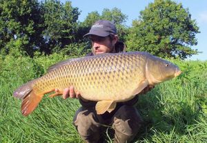 Common Carp