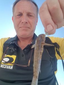 Giant Goby