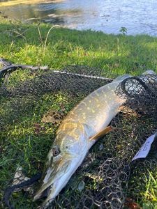 Northern Pike