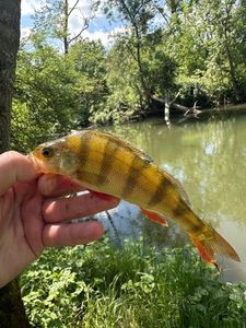 European Perch
