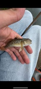 Round Goby