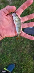 European Perch