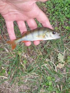 European Perch