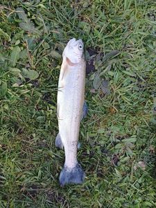 Lake Trout