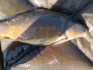 Mirror Carp