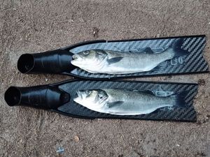 European Bass (Seabass)