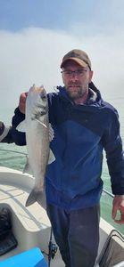 European Bass (Seabass)
