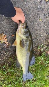 Largemouth Bass