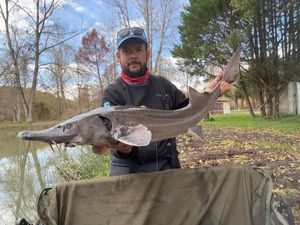 Siberian Sturgeon