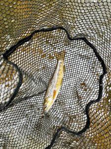 Rainbow Trout
