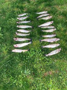 Rainbow Trout