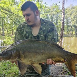 Mirror Carp