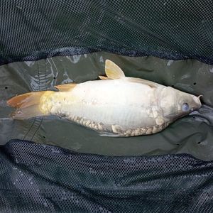 Leather Carp