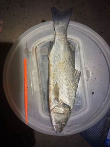 European Bass (Seabass)