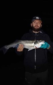 European Bass (Seabass)
