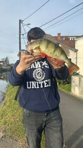 European Perch