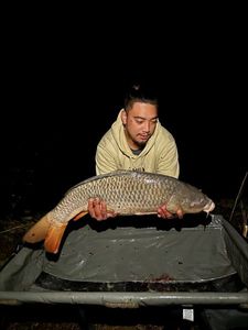 Common Carp