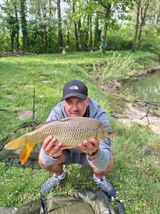 Common Carp
