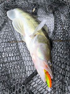 Zander