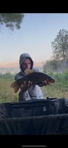 Tench