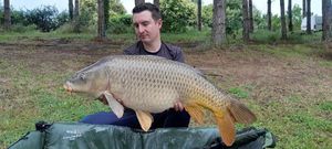 Common Carp