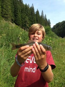 Brown Trout